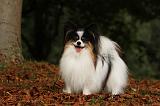 EPAGNEUL PAPILLON 028